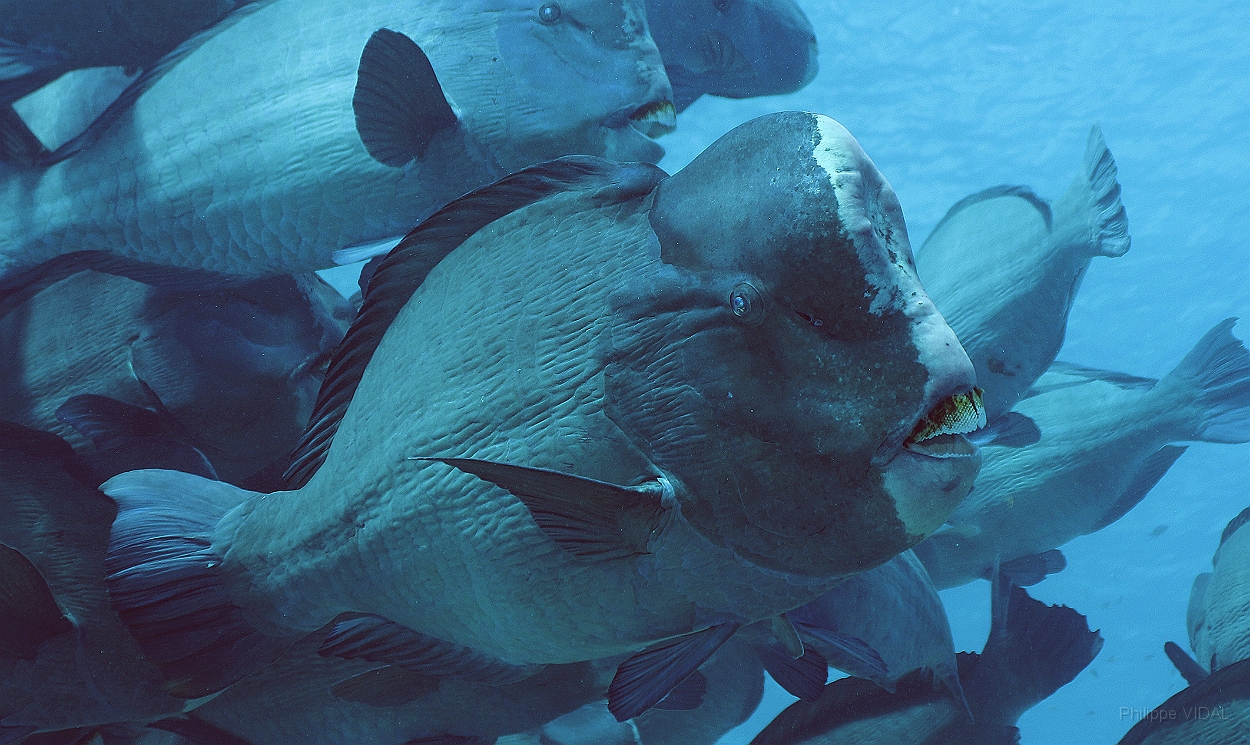 Sipadan_2015_Poisson perroquet a bosse_Bolbometopon muricatum_IMG_2194_rc.jpg